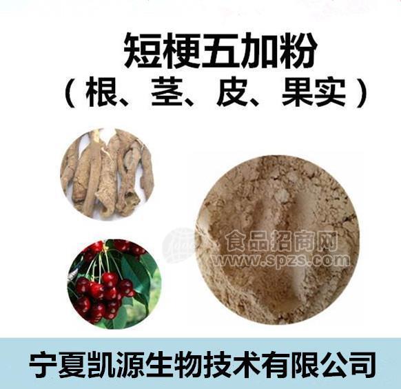 短梗五加提取物 短梗五加粉 10:1多种规格1公斤起订厂家包邮长期供应