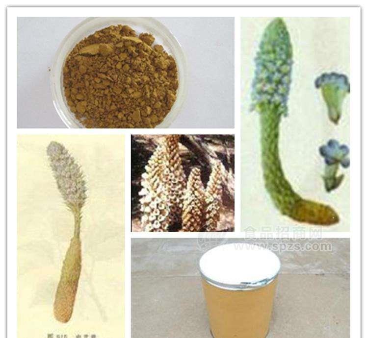管花肉苁蓉提取物10:1 肉苁蓉提取物  多种规格1公斤起订