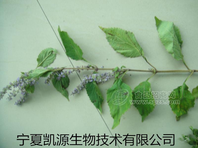 延命草提取物10:1  延命草粉 多种规格厂家包邮长期供应