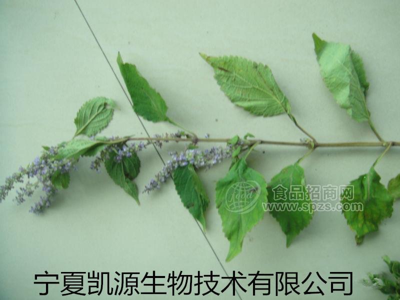 延命草提取物10:1  延命草粉 多種規(guī)格廠家包郵長期供應