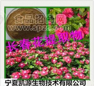 长春花提取物 黄长春花比例提取物 现货供应 长春花粉多种规格1公斤起订厂家包邮