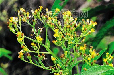 艾纳香提取物10：1 艾纳香粉  多种规格1公斤起订厂家包邮长期供应