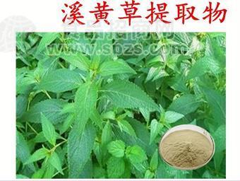 溪黄草提取物 水溶浓缩溪黄草粉 10:1多种规格1公斤起订厂家包邮