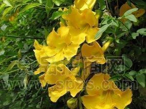 猫爪藤浓缩粉 高倍浓缩 猫爪藤浸膏 1KG起订  10:1多种规格1公斤起订厂家包邮