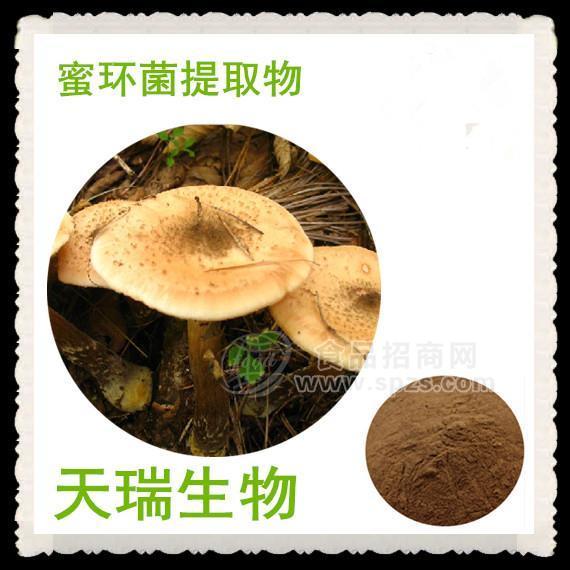 蜜環(huán)菌提取物10:1 按照標準加工  10:1多種規(guī)格1公斤起訂廠家包郵