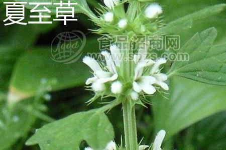 夏至草提取物10:1 速溶 规格可定制 夏至草粉 多种规格1公斤起订