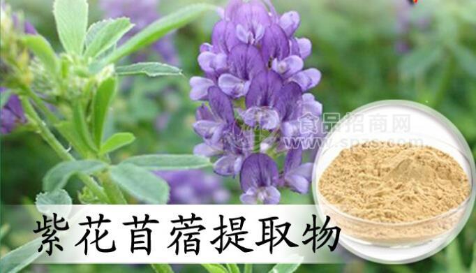 紫花苜蓿粉提取物 規(guī)格10:1廠家現(xiàn)貨供應 歡迎采購紫花苜蓿粉