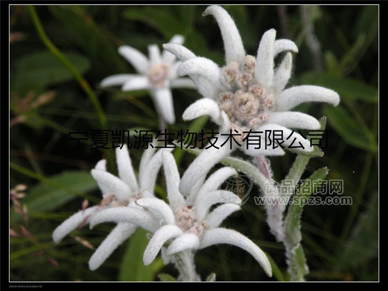 雪绒花提取物 10:1火绒草、薄雪草提取物 多种规格1公斤起订厂家包邮