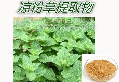 涼粉草提取物 10:1仙草提取物 天然萃取仙人草粉