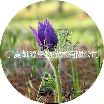 白頭翁提取物 規(guī)格10：1 水溶性    多種規(guī)格1公斤起訂