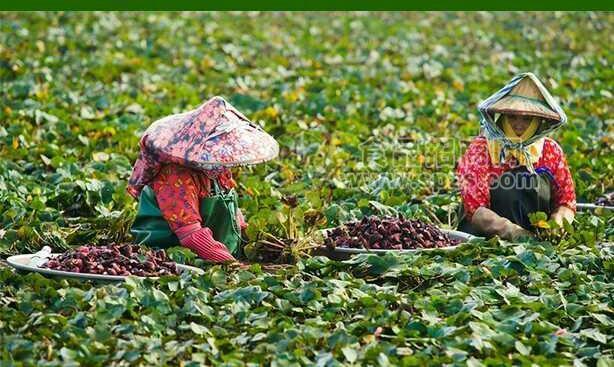 菱角種植技術(shù)一畝地投放多少菱角種子