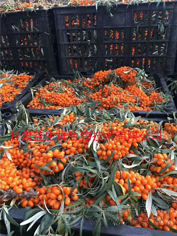 沙棘果粉 水溶性 沙棘粉 大量库存