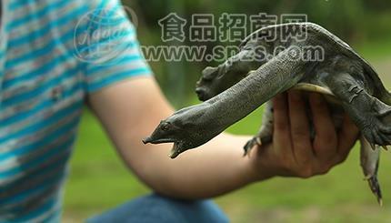 甲鱼苗多少钱一只？2019甲鱼苗价格详情解析[附价格单]
