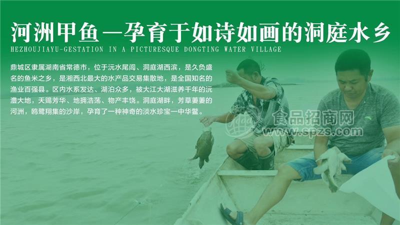 甲鱼多少钱一只？2019甲鱼报价大全解说[新料分享]