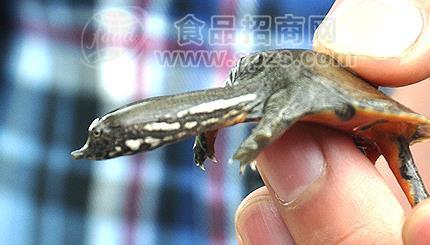 甲鱼多少钱一只？2019甲鱼价格全网爆料