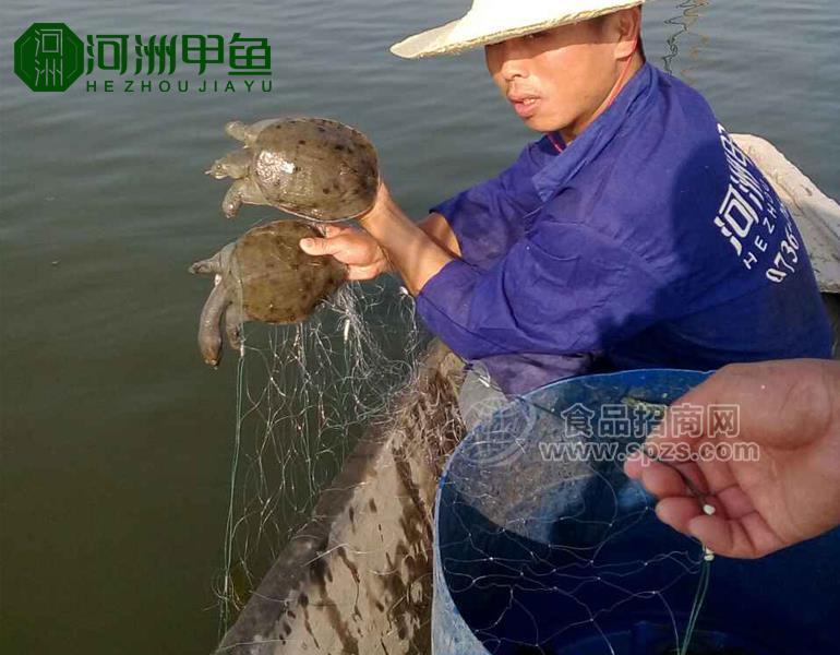 甲魚苗多少錢？[甲魚苗報價]