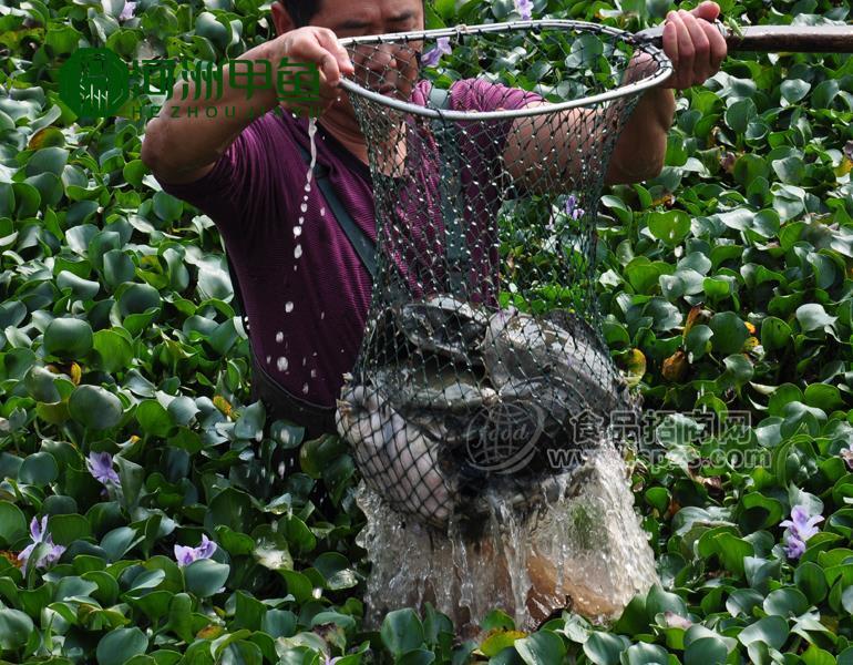 甲魚蛋價格多少錢？甲魚蛋價格2019全網(wǎng)解說