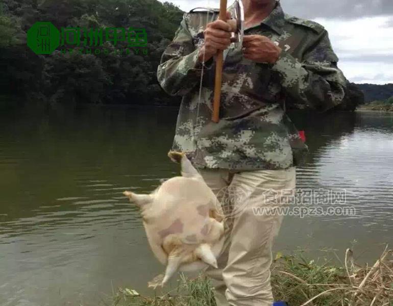 甲魚苗批發(fā)哪家好？甲魚苗批發(fā)基地大全