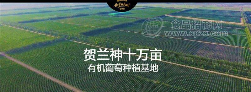 震撼全国的葡萄种植基地