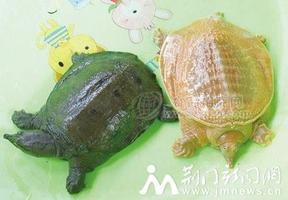 2019一斤甲魚多少錢，一斤甲魚價(jià)格行情