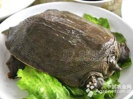 2019甲魚(yú)養(yǎng)殖前景怎么樣？甲魚(yú)養(yǎng)殖前景全面剖析