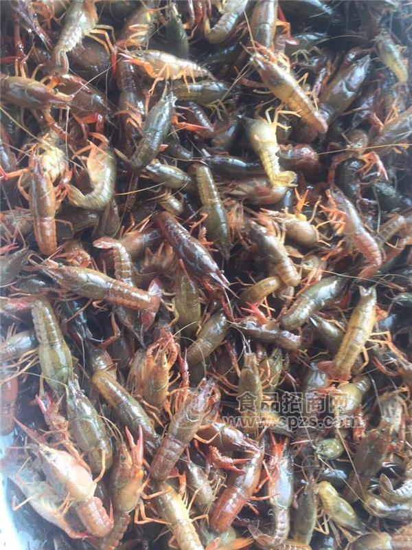 荆门小龙虾 大棚养殖小龙虾 油焖小龙虾