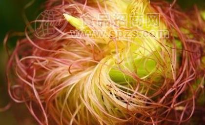 宁夏凯源热销 玉米须提取物 玉米须粉 水溶性精细粉末 1公斤起订 多种规格