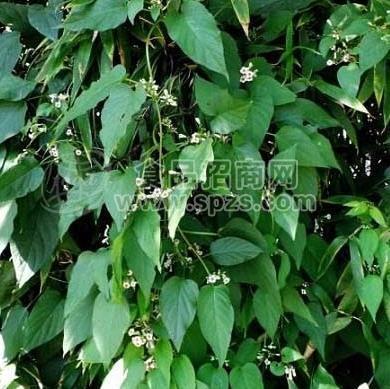 茜草藤提取物 茜草藤生粉 浸膏提取液 多種規(guī)格1公斤起訂