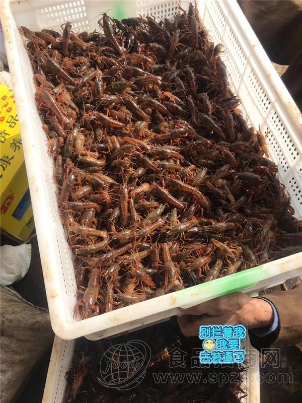 湖北小龙虾 养龙虾一亩地纯利多少钱 龙虾苗多少钱