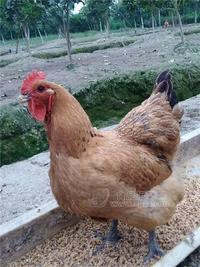 绵阳市盐亭县批发快大型青脚肉鸡苗 红羽公鸡苗  全程提供饲养技术