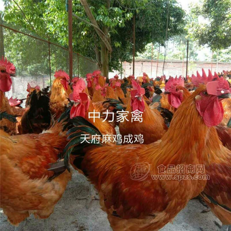 宜賓珙縣常年批發(fā)青腳肉雞苗  紅羽公雞苗  全程提供飼養(yǎng)技術