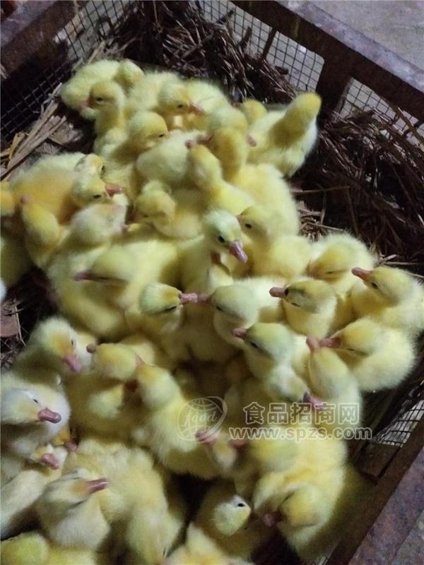 平凉市灵台县批发大种杂交白鹅苗 大种三花白鹅苗出售