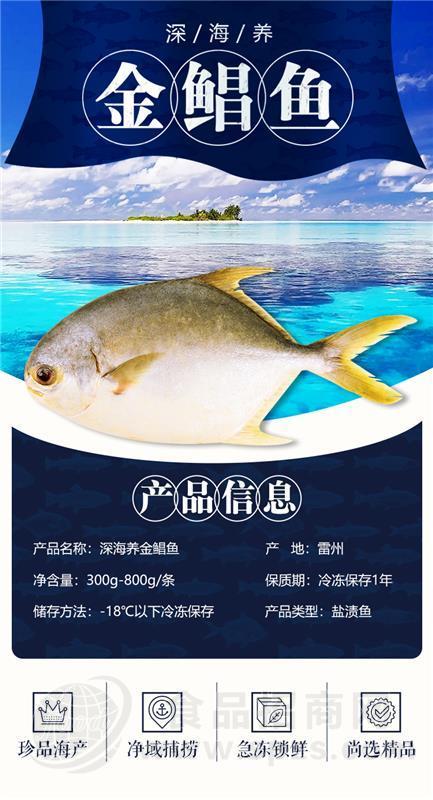 ·画景金鲳鱼 