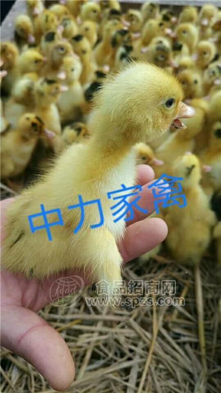 廣安鄰水縣養(yǎng)殖鴨苗 鴨苗的養(yǎng)殖方法