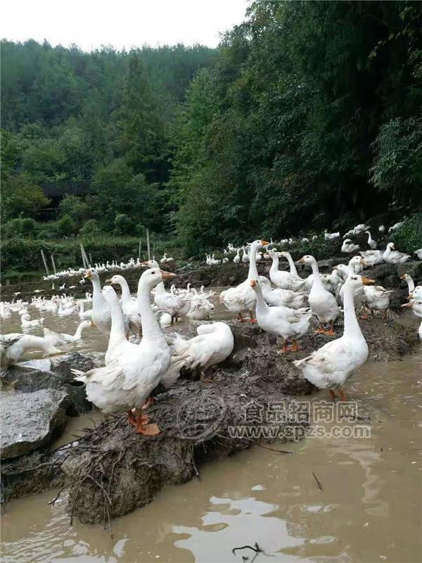 资阳市乐至县皖西杂交白鹅苗出壳苗混苗出售