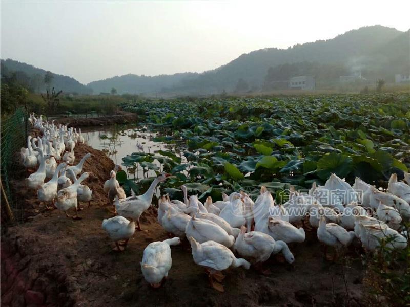 资阳皖西杂交白鹅苗出壳苗混苗出售