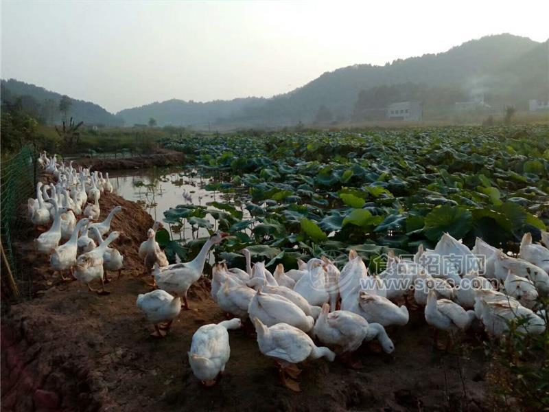 資陽(yáng)皖西雜交白鵝苗出殼苗混苗出售