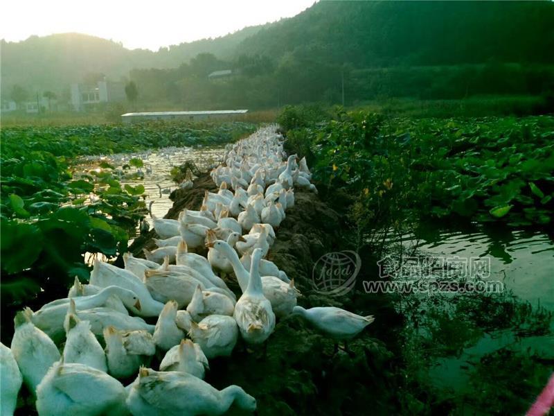 简阳皖西杂交白鹅苗出壳苗混苗出售