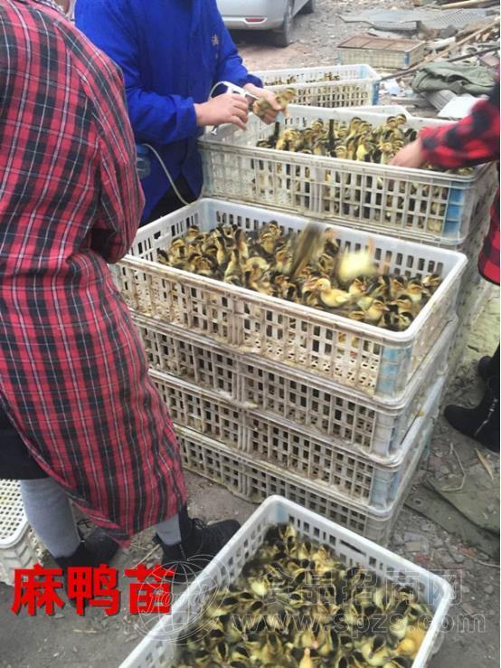 泸州泸县稻鸭共育养殖 稻田鸭苗养殖技术推广