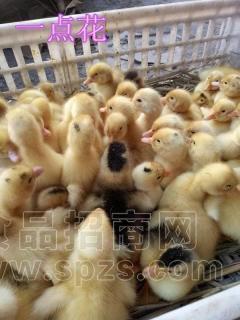重庆秀山出售各类鸭苗鸭苗1.5元起，保证品质