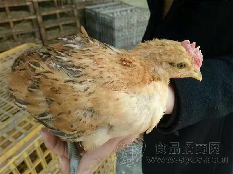 南充高坪区 鸡苗养殖出售