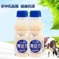 乳酸菌飲品 340ml*12瓶裝 兒童牛奶酸奶益生菌飲料廠家批發(fā)招商招商