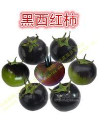 进口黑番茄种子