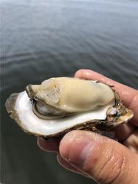 遵义生蚝批发-湛江鲜生蚝鲜活生蚝拿货