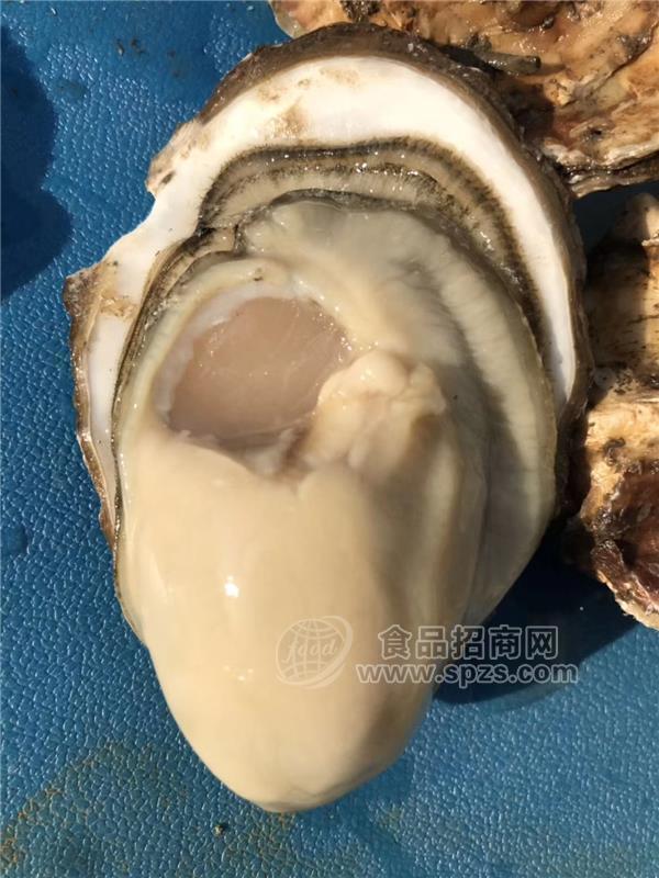 杭州生蚝批发-湛江鲜生蚝鲜活生蚝拿货