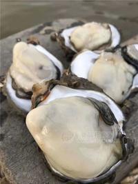 贵州生蚝批发-湛江鲜生蚝鲜活生蚝拿货