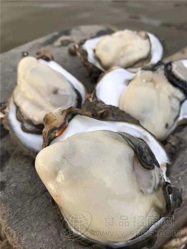 贵州生蚝批发-湛江鲜生蚝鲜活生蚝拿货