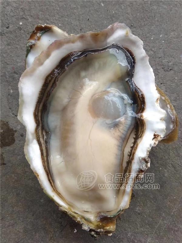襄阳生蚝批发-湛江鲜生蚝鲜活生蚝拿货