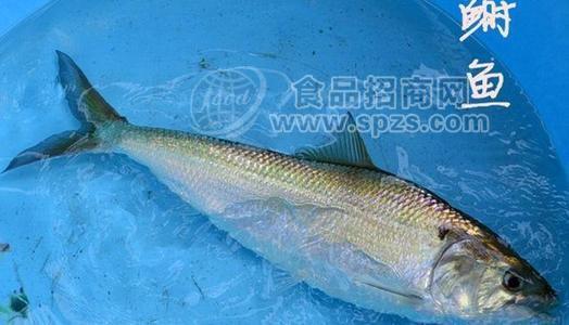 哈爾濱長(zhǎng)江三鮮銷售