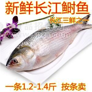 濟(jì)南長(zhǎng)江鰣魚銷售